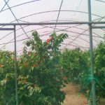 ��Чת��ũĤ��ũ��ת�����Ĥ��